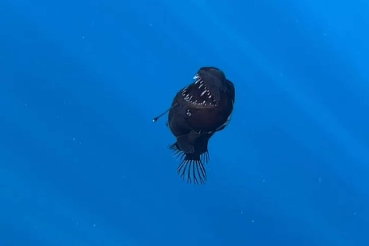 Scopri di più sull'articolo Il diavolo esiste davvero: vive in mare ed è nero