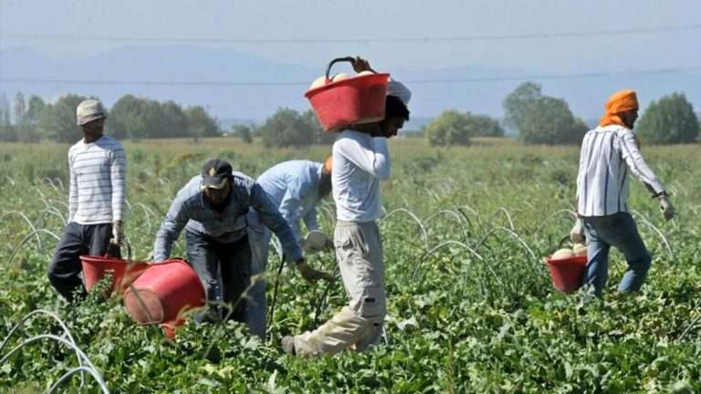 Scopri di più sull'articolo Il caporalato non si ferma, nemmeno con 45 gradi