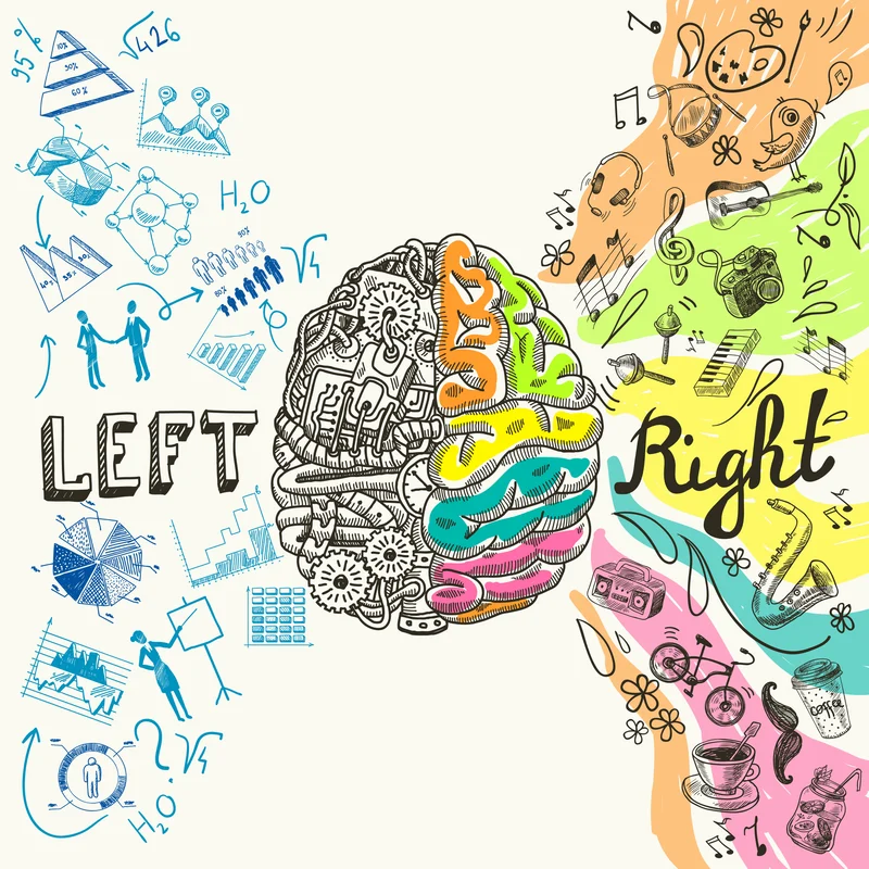 cervello left right mente disegno 