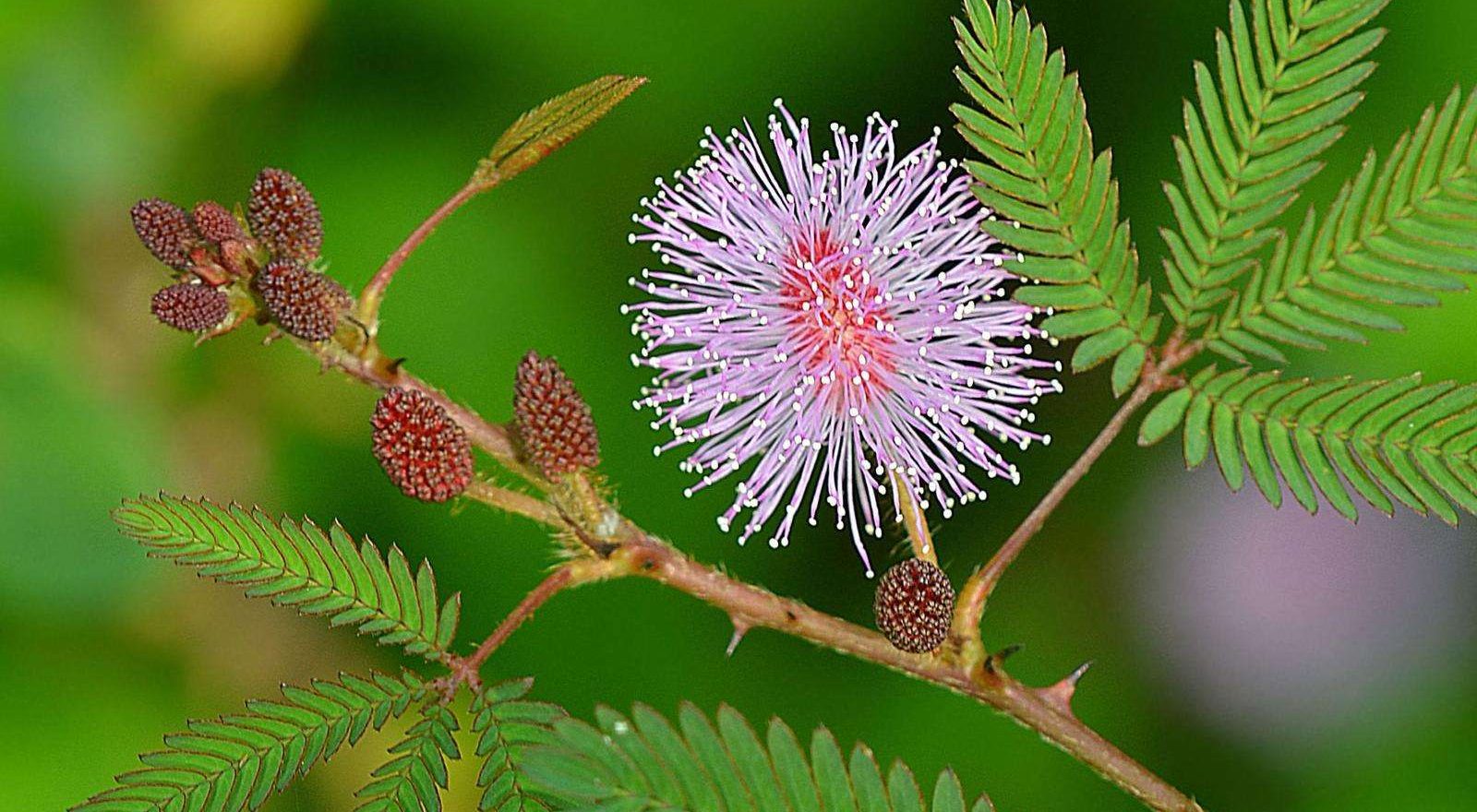 Scopri di più sull'articolo Le piante sentono tutto, anche le carezze: mimosa pudica