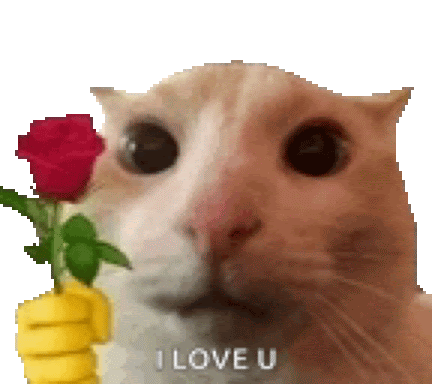 Gattino con scritta mi sono innamorato di te e una rosa rossa meme